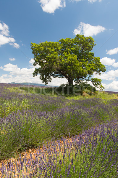 French Lavender fields Stock photo © ivonnewierink