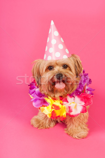 Compleanno cane catene Hat rosa divertente Foto d'archivio © ivonnewierink