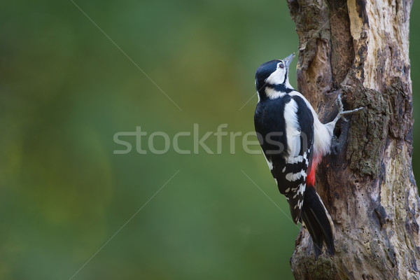 Great spotted woodpecker Stock photo © ivonnewierink