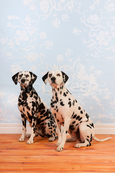 Dalmatian dogs sitting at the floor Stock photo © ivonnewierink