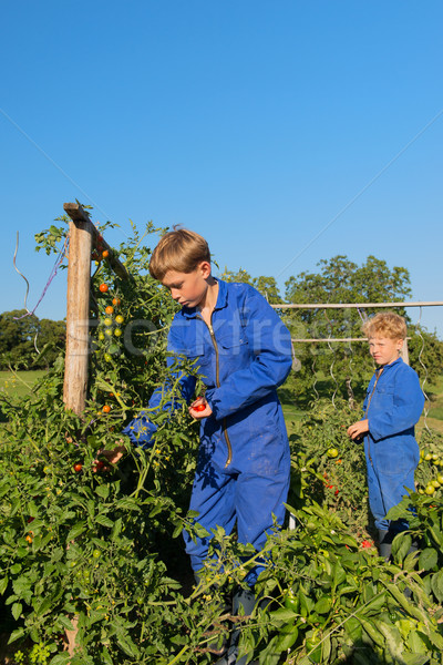 Farm Boys harvesting in vegetable garden Stock photo © ivonnewierink