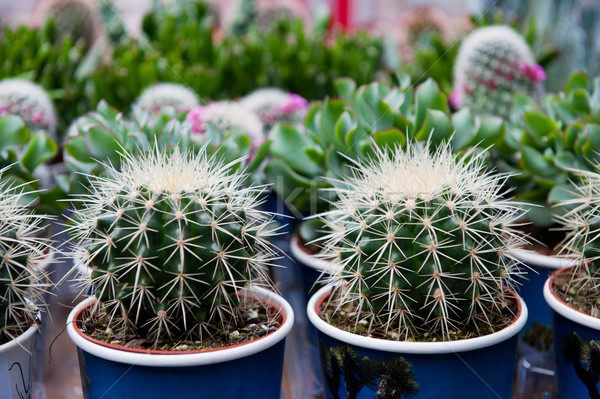 Cactus assortment Stock photo © ivonnewierink