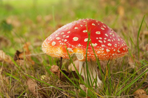 蘑菇 紅色 白 飛 性質 森林 商業照片 © ivonnewierink