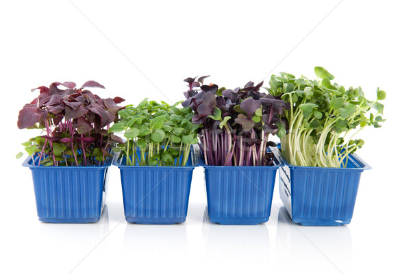 Fresh garden cress Stock photo © ivonnewierink