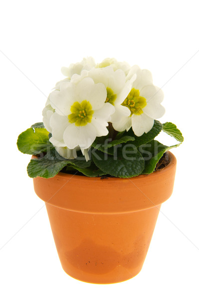 White Primula Stock photo © ivonnewierink