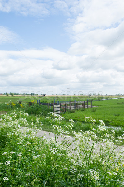 Holenderski krowy pietruszka krajobraz kwiaty Zdjęcia stock © ivonnewierink