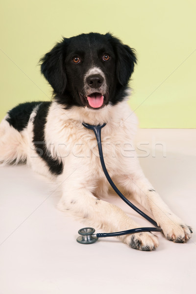 dog at the veterinarian Stock photo © ivonnewierink
