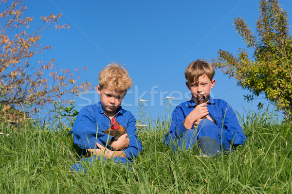 Farm Boys with chickens Stock photo © ivonnewierink