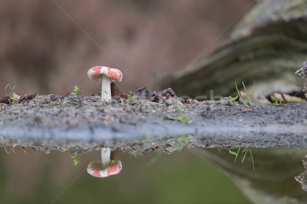 Fly agaric Stock photo © ivonnewierink