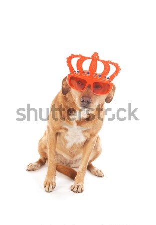 Dutch brown cross breed dog Stock photo © ivonnewierink
