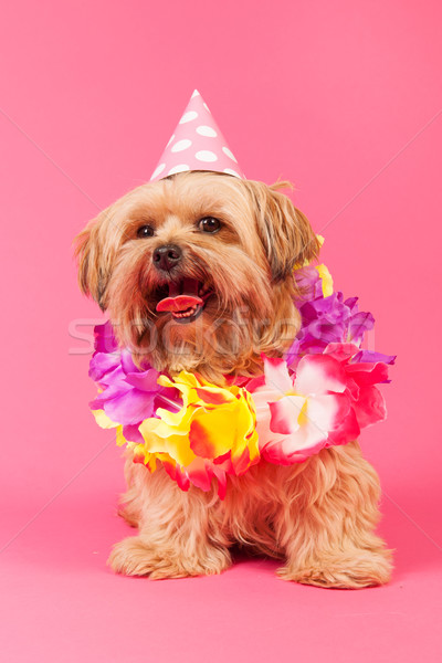 Aniversário cão cadeias seis rosa festa Foto stock © ivonnewierink