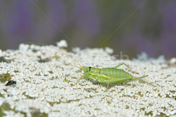 Grasshopper on cow parsley Stock photo © ivonnewierink