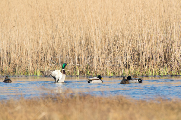 Mallard ducks swimming in nature lake Stock photo © ivonnewierink