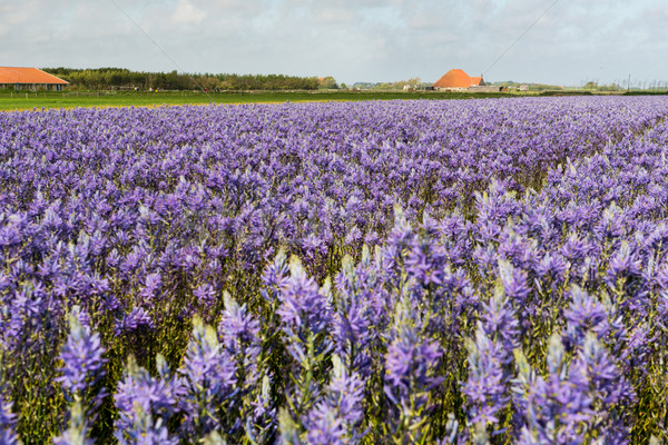 Farmhouse at Dutch island Texel Stock photo © ivonnewierink