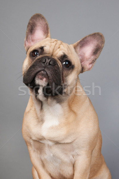 French bulldog Stock photo © ivonnewierink
