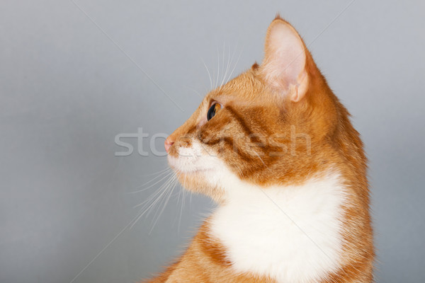 red tabby cat on gray background Stock photo © ivonnewierink