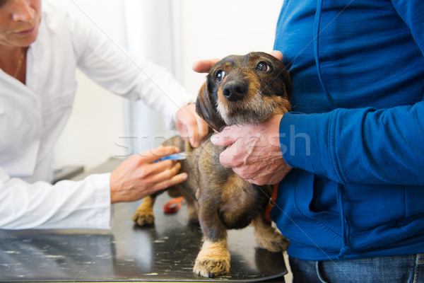 Frică medicul veterinar dachshund mâini câine Imagine de stoc © ivonnewierink