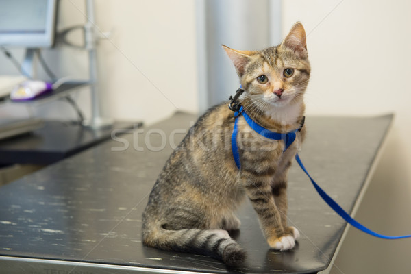 On the table by the veterinarian Stock photo © ivonnewierink