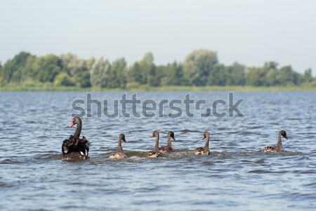 Black mute swans Stock photo © ivonnewierink