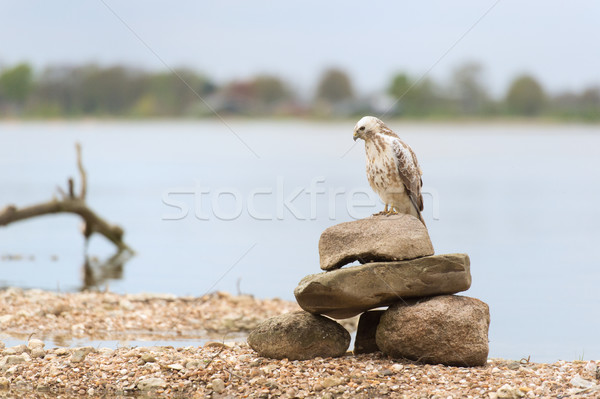 Common blonde buzzard Stock photo © ivonnewierink