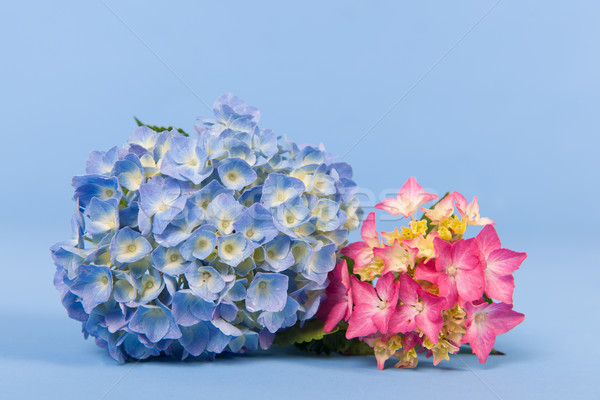 Flowers on blue background Stock photo © ivonnewierink