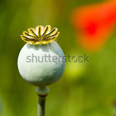 Poppy seed Stock photo © ivonnewierink