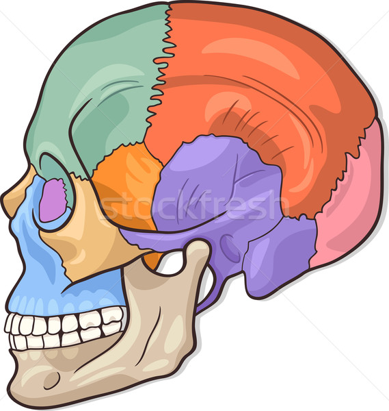 Menselijke schedel diagram illustratie medische botten Stockfoto © izakowski