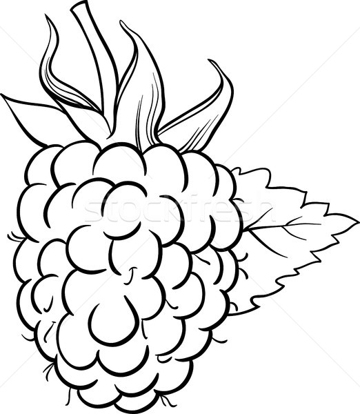 raspberry illustration for coloring book Stock photo © izakowski