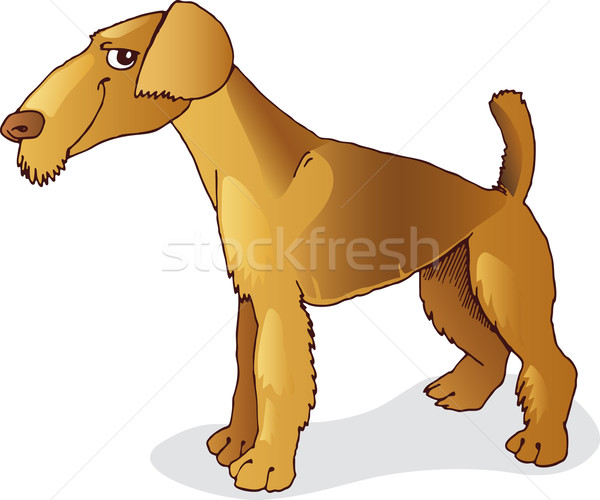 Airedale terrier dog Stock photo © izakowski