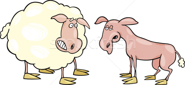 Frightened sheep and shaved one Stock photo © izakowski