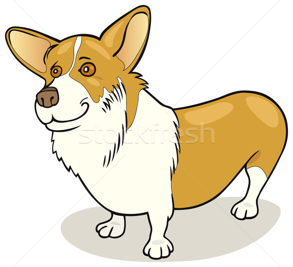 Dog breeds: Pembroke Welsh Corgi Stock photo © izakowski