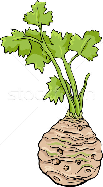 Sellerie Gemüse Karikatur Illustration Wurzel Essen Stock foto © izakowski