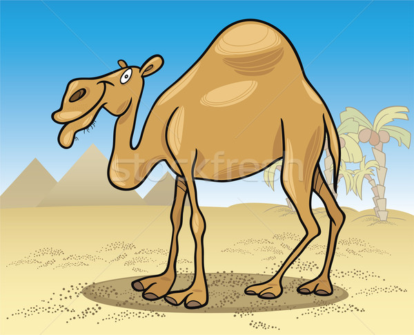 dromedary camel on desert Stock photo © izakowski