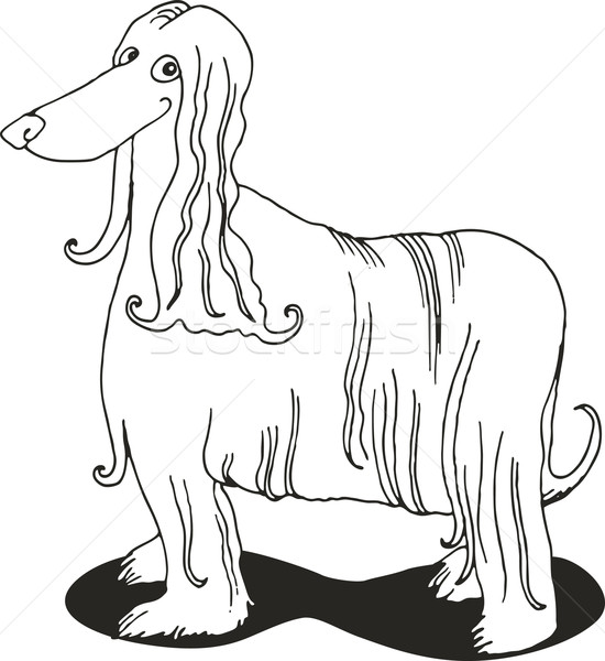 Afghan Hound For Coloring Book Vector Illustration C Igor Zakowski