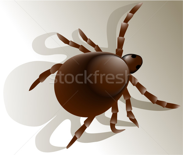 Stock photo: Tick insect