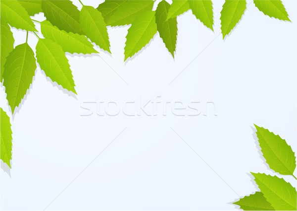 [[stock_photo]]: Nature · arbre · laisse · feuilles · vertes · design · cadre