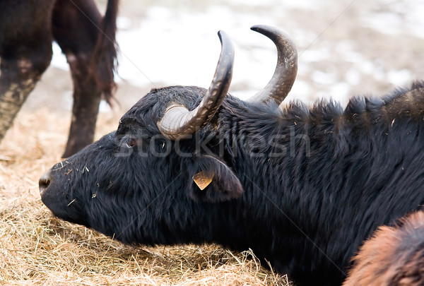 Water buffalo Stock photo © jakatics