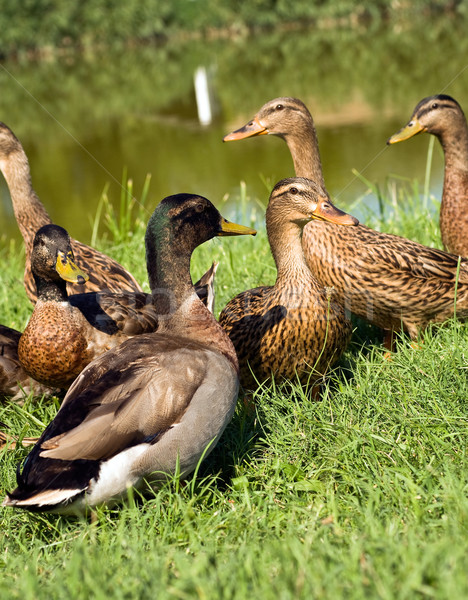 Mallard ducks Stock photo © jakatics