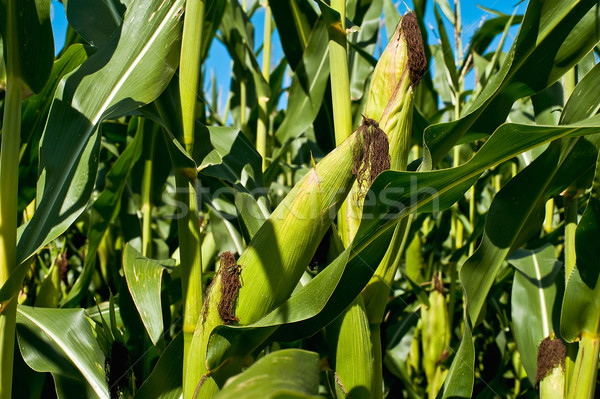 Green corn Stock photo © jakatics