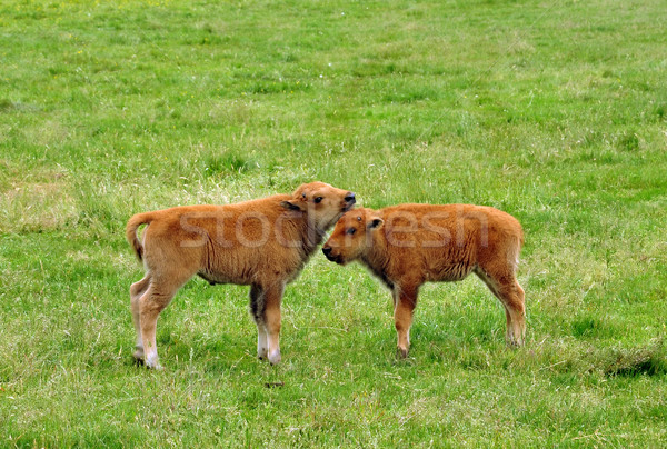 Giovani bisonte natura Coppia campo verde Foto d'archivio © jakatics