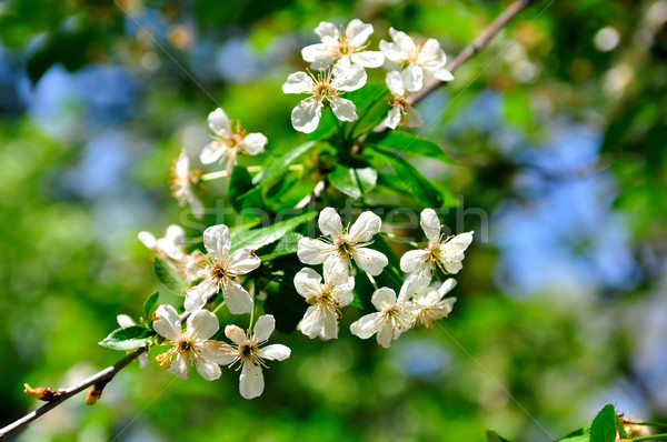 Ciliegio fiore fiorire primavera bellezza verde Foto d'archivio © jakatics