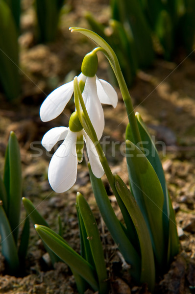 Couple of snowdrops Stock photo © jakatics