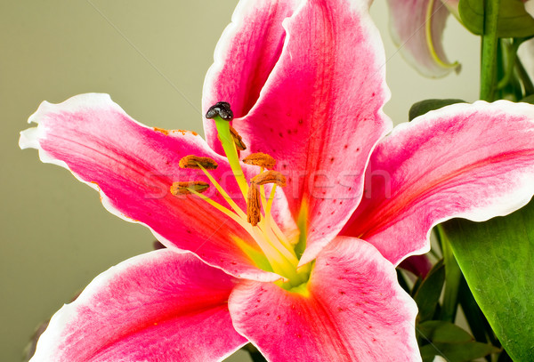 Rózsaszín liliom virág közelkép természet szépség Stock fotó © jakatics