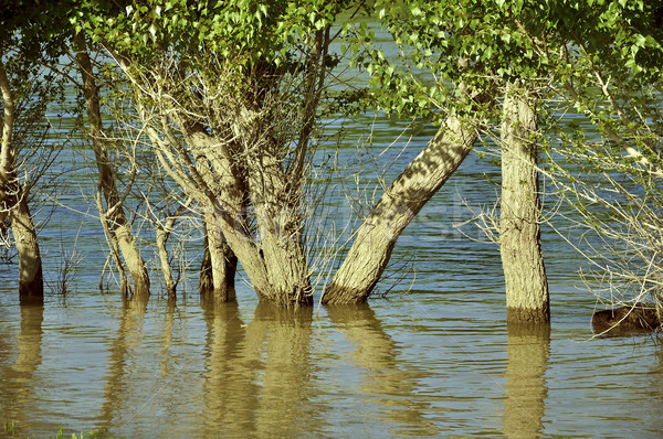 árvíz fák folyó Duna Magyarország víz Stock fotó © jakatics