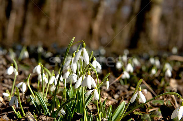 Snowdrops in the underwood Stock photo © jakatics