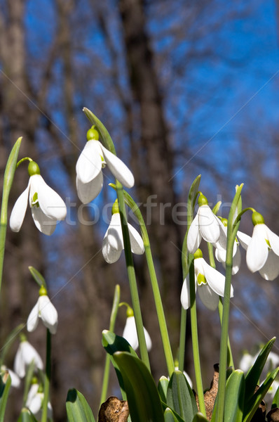 Closeup of snowdrops in the forest Stock photo © jakatics