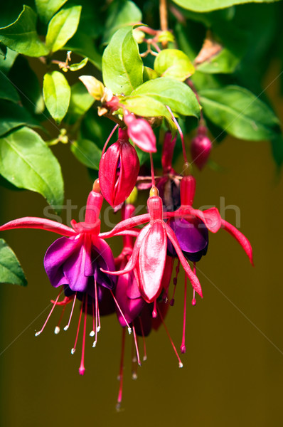 Virág kert szépség nyár piros szín Stock fotó © jakatics
