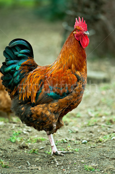 オンドリ カラフル 納屋 鳥 鶏 ファーム ストックフォト © jakatics
