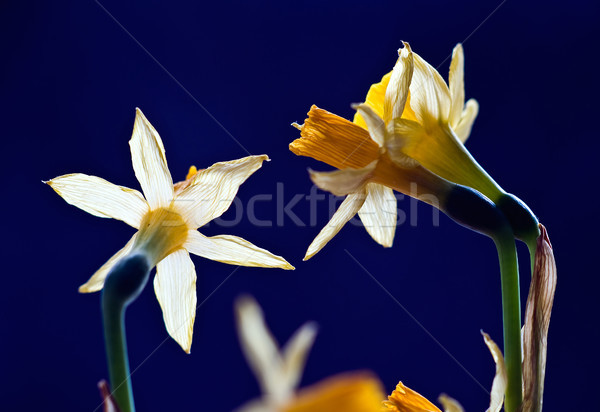 Primo piano Pasqua fiore natura giardino sfondo Foto d'archivio © jakatics