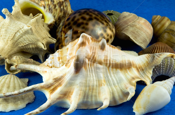 Pezzi conchiglie spiaggia texture mare Foto d'archivio © jakatics